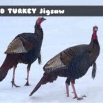 Wild Turkey Jigsaw